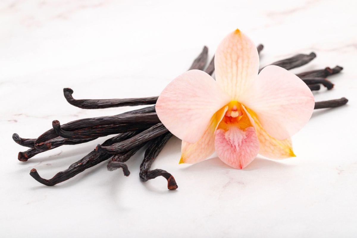 Vanilla bean pod with orchid flower.