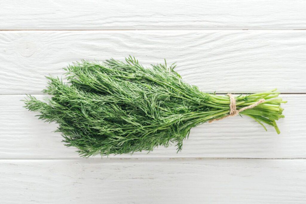 Top view of a fresh dill in a white board.