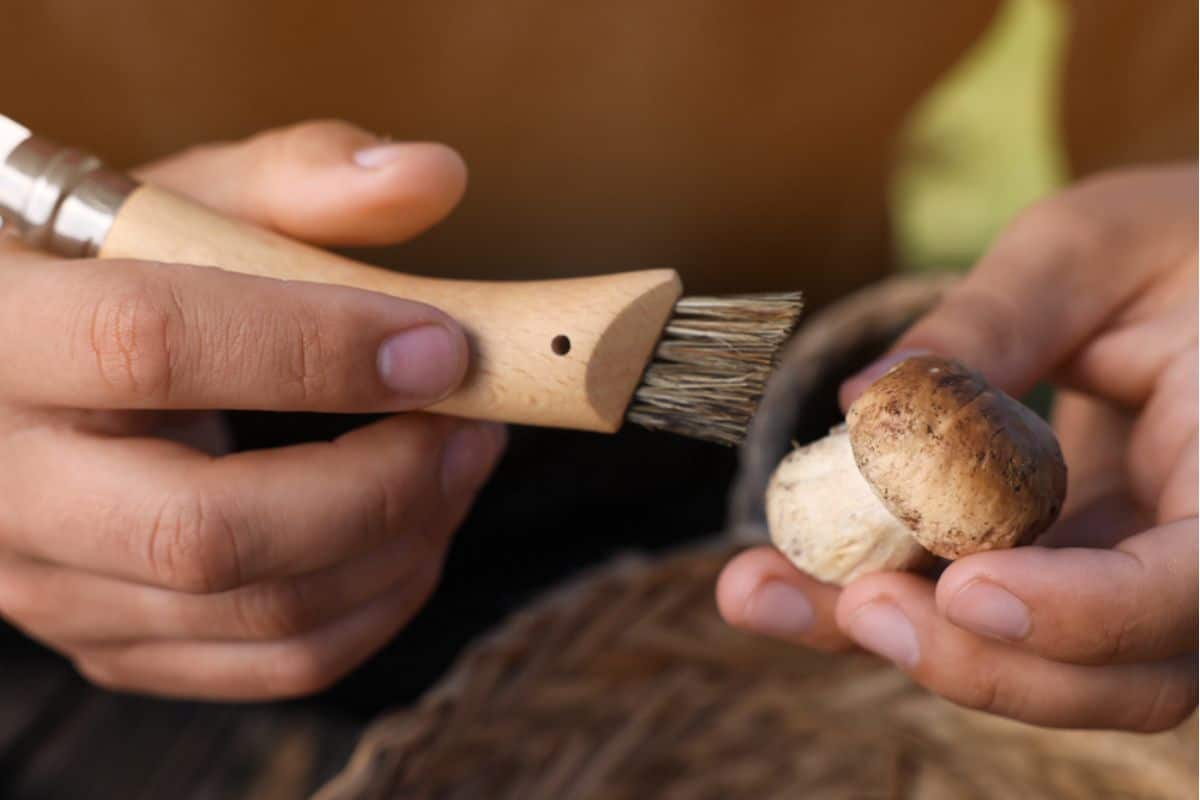 Cleaning mushroom using brush.