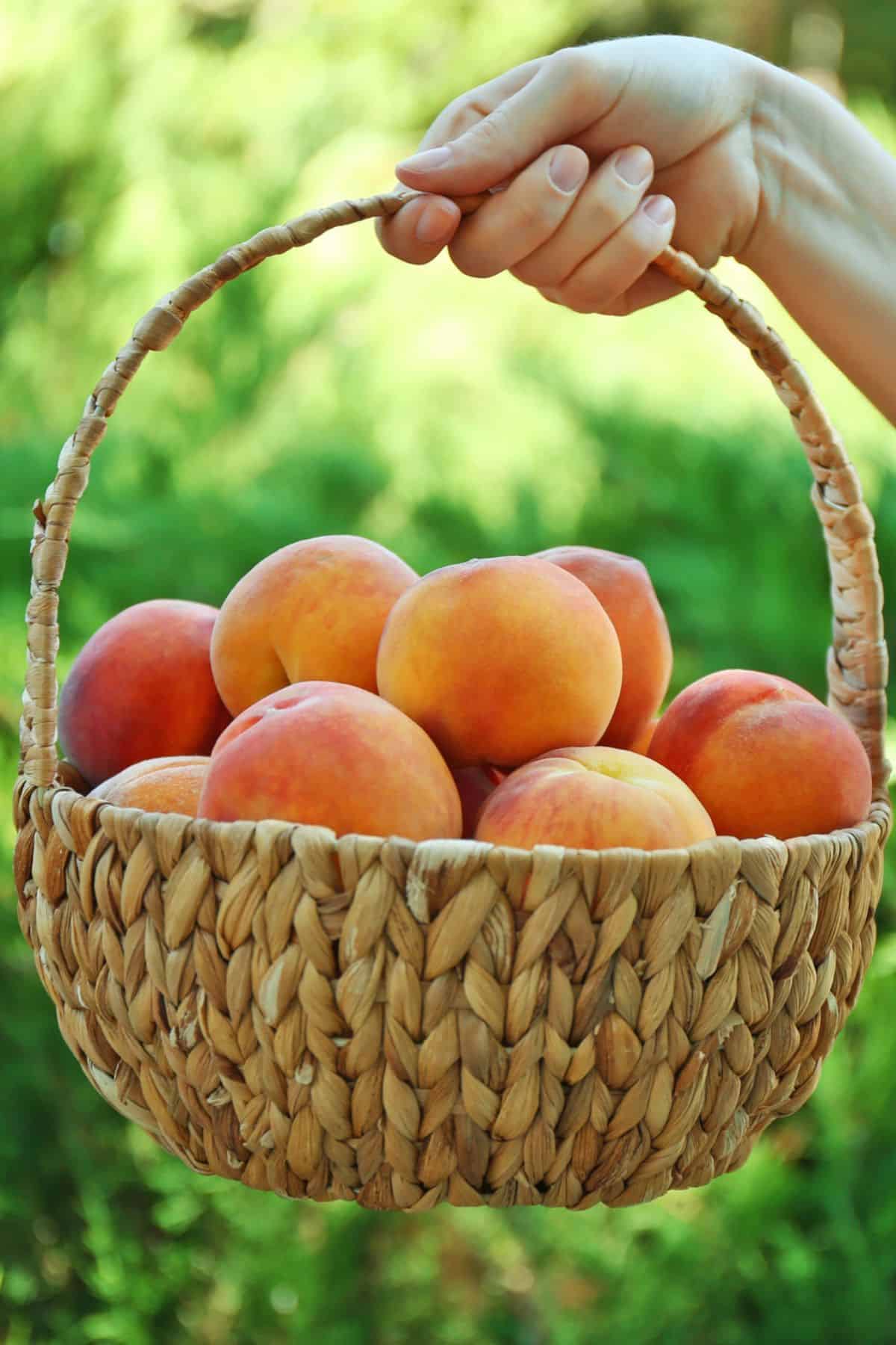 Woman holding basket of fresh peaches.