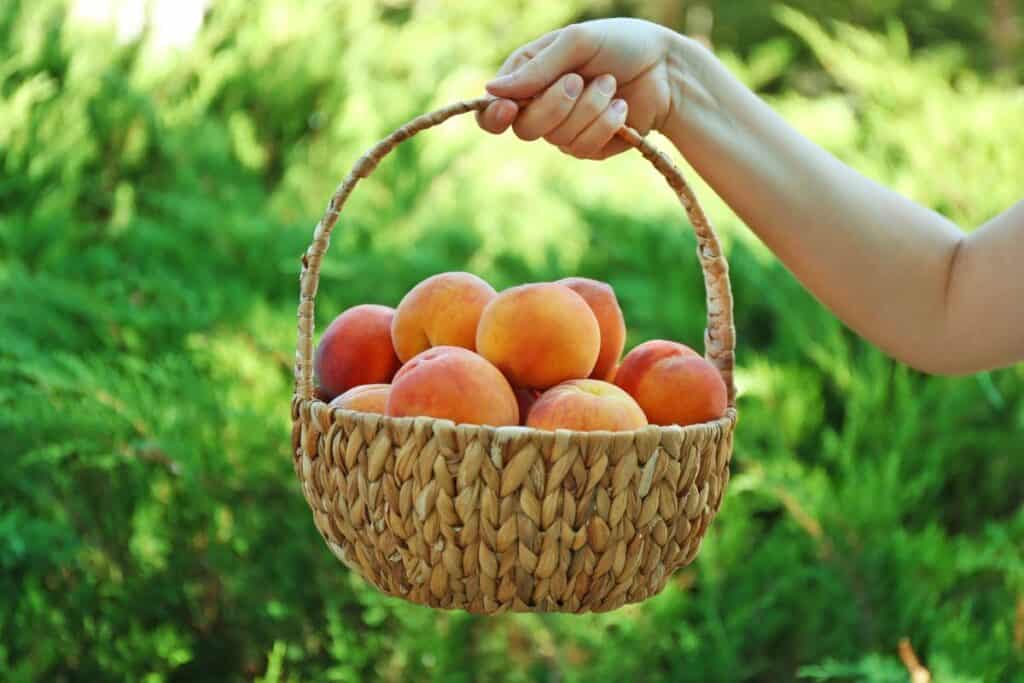 A hand holding a basket of peaches.